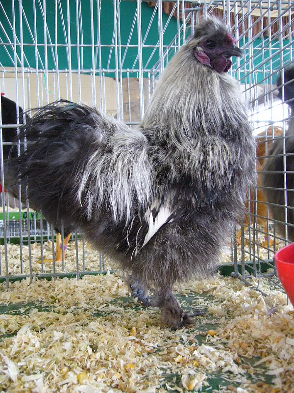 Bezirksschau Luebbecke 352.jpg - Zwerg Seidenhühner silber -wildfarbig von Pauline Lusmöller Preis sg 95 E